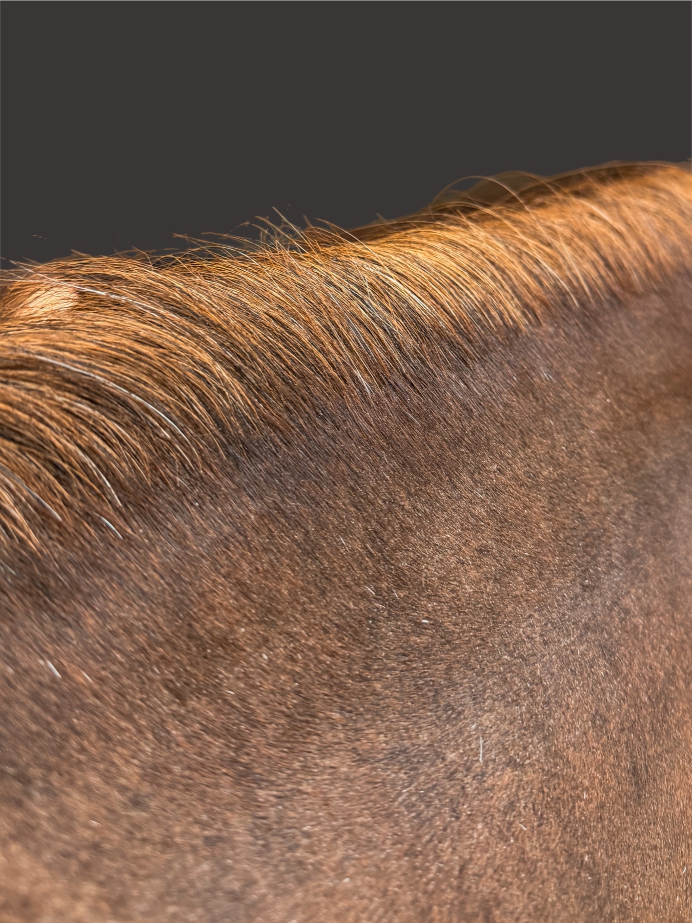 Mane and coat detail — Clipique